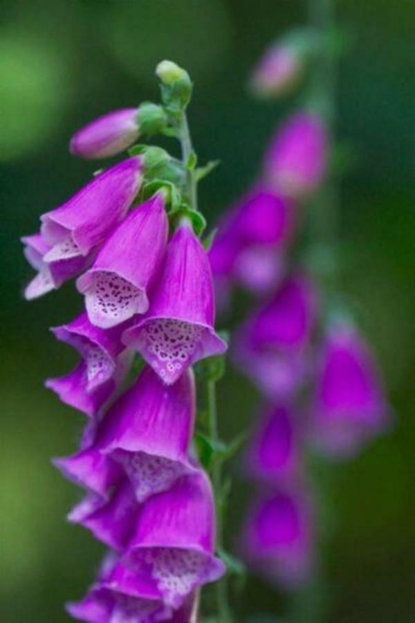Foxglove House Knights Town Extérieur photo